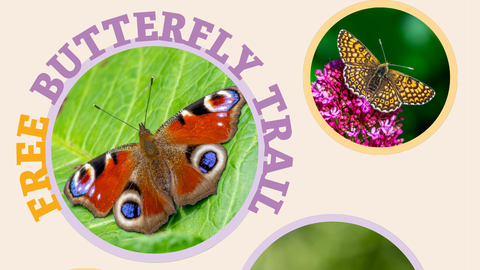 Butterfly trail banner