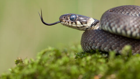 grass snake wildlife trusts