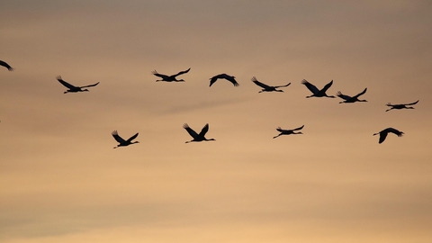 common cranes in flight silhouette