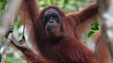 orangutan Borneo
