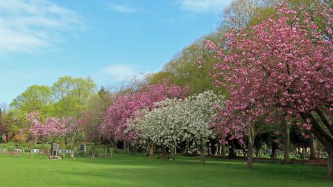 Boston Cemetery