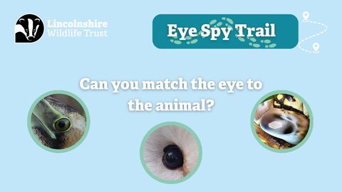 Eye Spy Trail graphic 