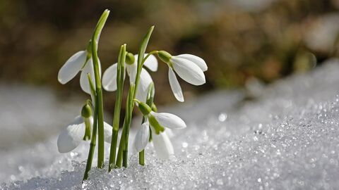 snowdrops in ice
