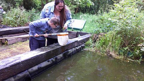 pond dipping at Gib