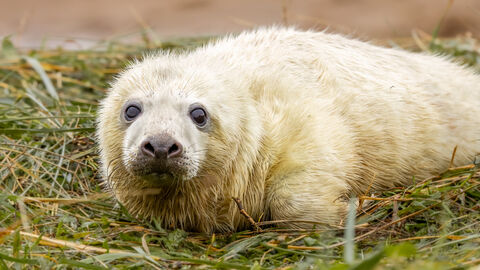 seal pup Donna Nook