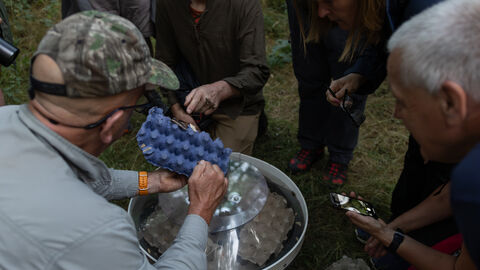 Examining moth trap at Gibraltar Point