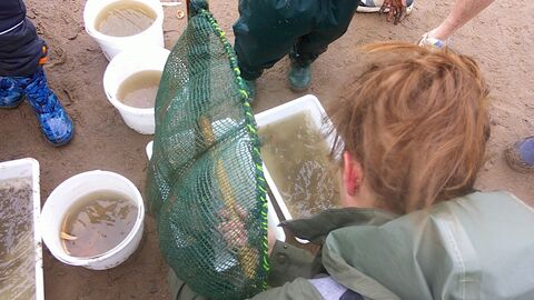sea dipping buckets and nets
