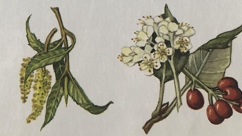botanical art
