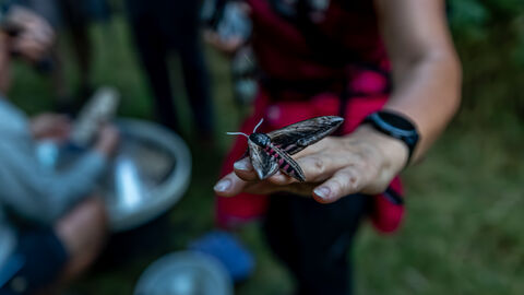 privet hawk-moth on hand