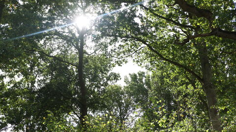 Legbourne woods sun shining through the canopy