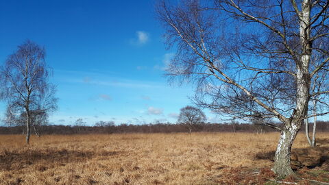 Crowle Moor Sunny day in March