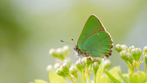 green hairstreak