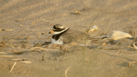 ringed plover on nest