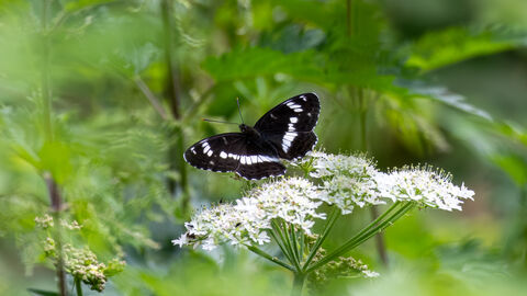 white admiral