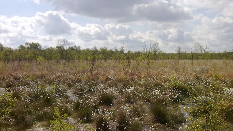 Crowle Moor in April with cotton-grass in the foreground