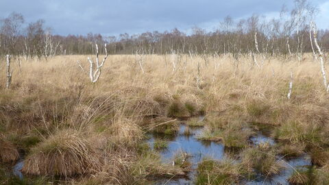 Crowle Moor in March 