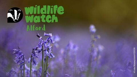 Wildlife Watch Alford bluebells