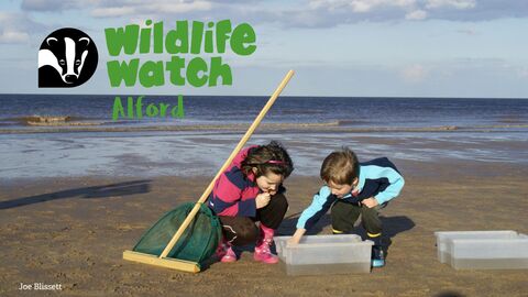 Wildlife Watch Alford sea dipping