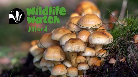 Wildlife Watch Alford fungi