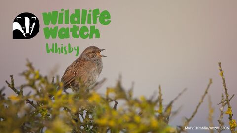 Whisby wildlife watch dawn chorus