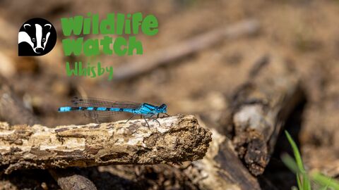 wildlife watch whisby damselfly