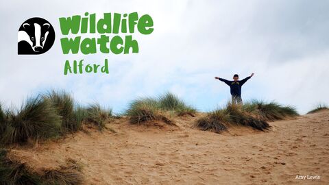 Wildlife Watch Alford sandunes