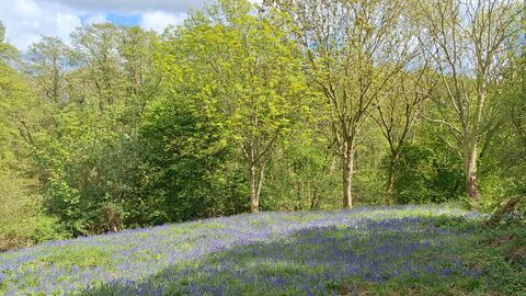 Keal Carr in sunshine with clearing of bluebells