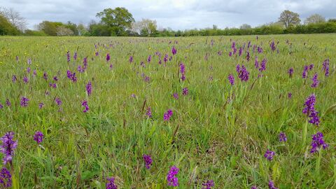 Green-winged orchids at Rush Furlong
