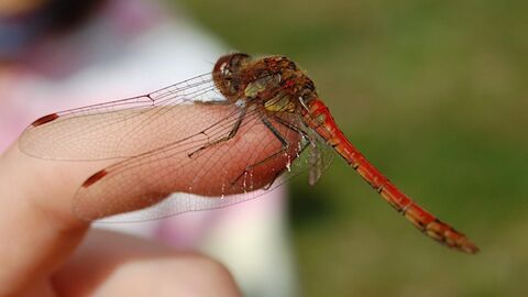 Dragonfly on finger