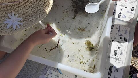 Pond dipping