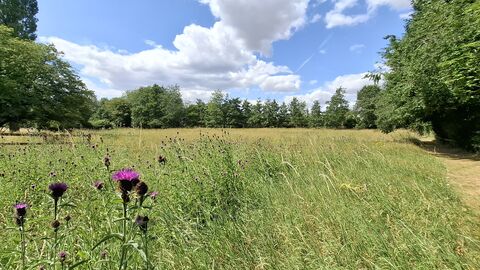 The meadow at Banovallum House