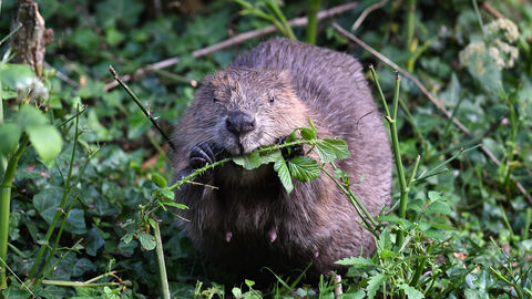 Beaver Eating - David Parkyn