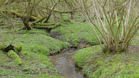 Stream at Keal Carr