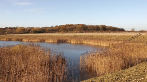 Reedbeds at Fiskerton Fen