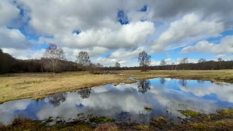 Epworth Turbary in March 