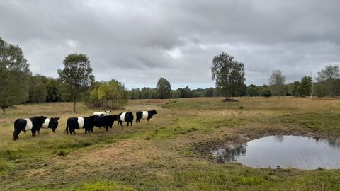 Epworth Turbary in September