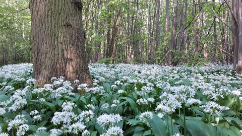Wild garlic in Goslings Corner Wood
