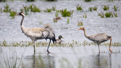 Crane and chick wading through water at Willow Tree Fen