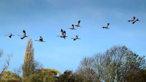 A flock of cranes flying over Willow Tree Fen