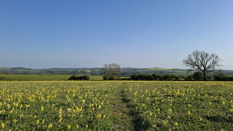 Path through cowslips at Red Hill