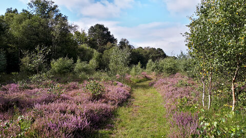 Path through heather on Scotton Common