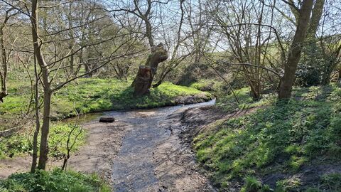 Stream running through woodland in spring at Snipe Dales Country Park