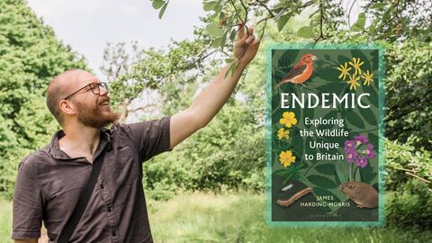 Endemic by James Harding-Morris 