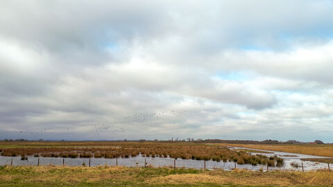 Willow Tree Fen from the viewing area