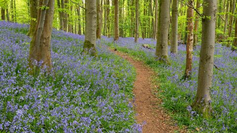 The Woodland Trust bluebell wood