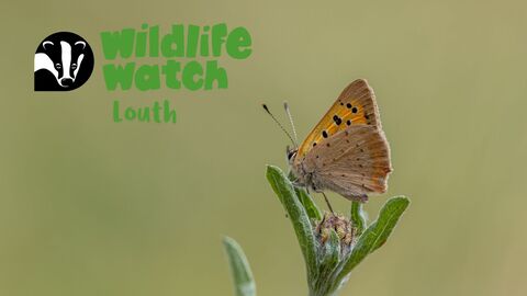 wildlife watch louth small copper