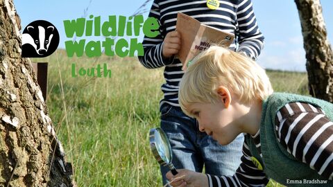 wildlife watch louth nature detectives