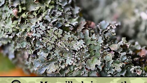 Camouflaged Creatures trail board