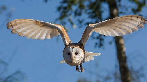 Barn owl in flight online use only