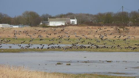 A large flock of pink-footed geese landing on a wetland nature reserve